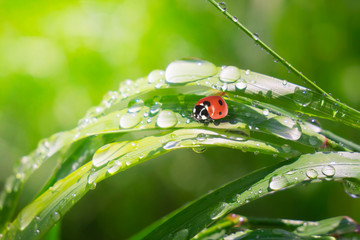 Ladybug on grass with dew drops in summer in a field on nature