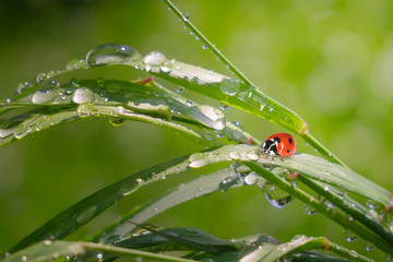 Ladybug on grass in summer in the field close-up