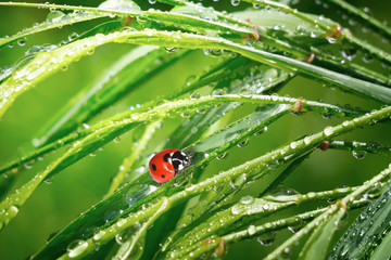 Ladybug on grass with dew drops in summer in a field on nature