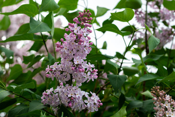 summer flowers blossom, spring gardening