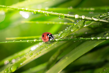 Ladybug on grass in summer in the field close-up