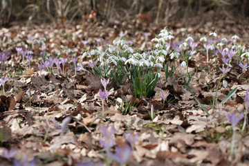 Schneeklöckchen im Laub