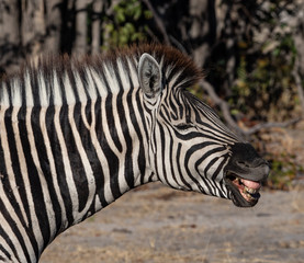 Laughing Zebra