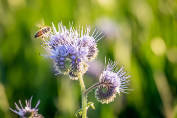 Bienentrachtpflanze Bienenweide