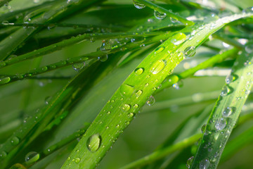 Green grass in nature with raindrops