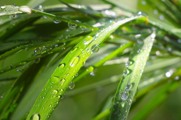 Green grass in nature with raindrops