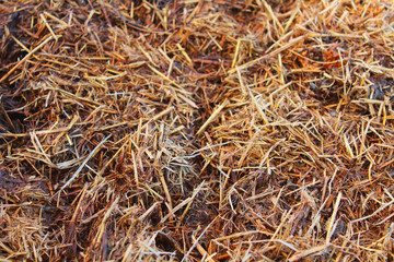 Fertilizer for the garden. Close-up. Background. Texture.