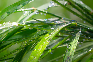 Green grass in nature with raindrops