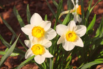 Flowers daffodils in the garden. Close-up. Background. Landscape.