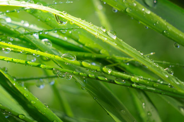 Green grass in nature with raindrops