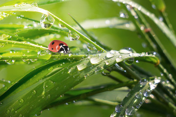 Ladybug on grass with dew drops in summer in a field on nature