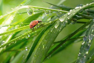 Ladybug on grass with dew drops in summer in a field on nature