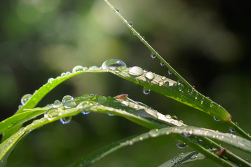 Green grass in nature with raindrops