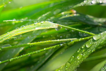 Green grass in nature with raindrops