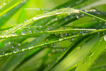 Green grass in nature with raindrops