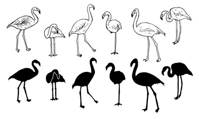 Hand drawn sketch of flamingo bird. Drawing flamingo silhouettes and shapes isolated on the white background.