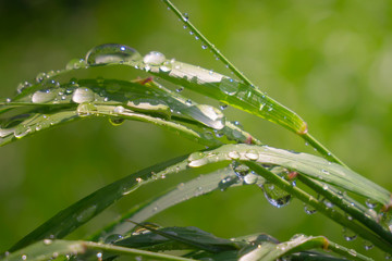 Green grass in nature with raindrops