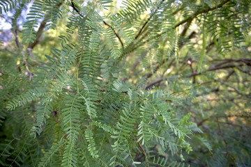 Closeup of mesquite tree foliage.