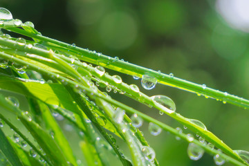 Naklejka premium Green grass in nature with raindrops