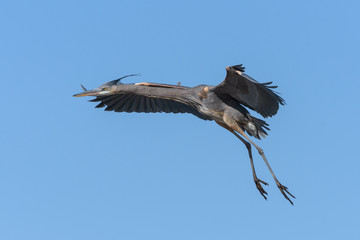 Colorado Wildlife - Great Blue Heron in Flight.