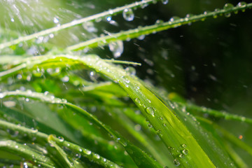 Obraz premium Green grass in nature with raindrops