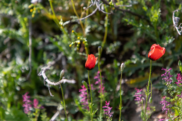 red berries of dogrose on a background