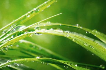 Naklejka premium Green grass in nature with raindrops