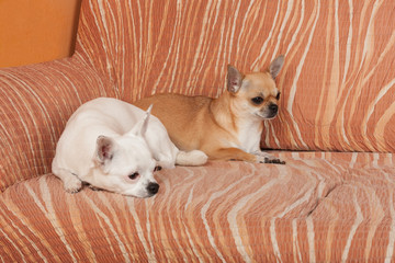 Two Chihuahua dogs are lying on sofa, 2,5 years old cinnamon female  and 5 years old white female.