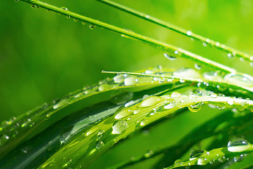 Green grass in nature with raindrops