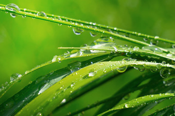 Naklejka premium Green grass in nature with raindrops