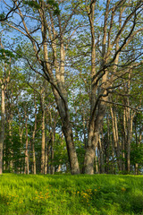 Obraz premium Beautiful View with Trees and Wildflowers