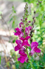 Snapdragon Flame dark pink flowers - Latin name - Antirrhinum majus Flame