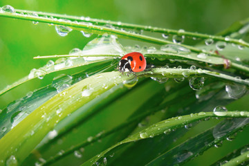 Ladybug on grass with dew drops in summer in a field on nature