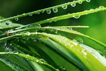 Green grass in nature with raindrops