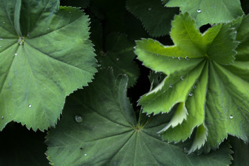 Alchemilla Mollis plant with green leaves and water droplets
