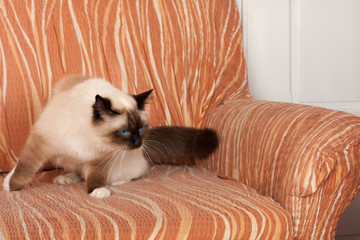 A seal point Birman cat, 1 year old cat , male with blue eyes is standing on sofa
