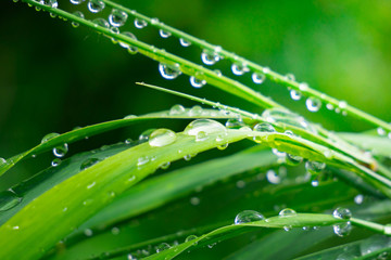 Green grass in nature with raindrops