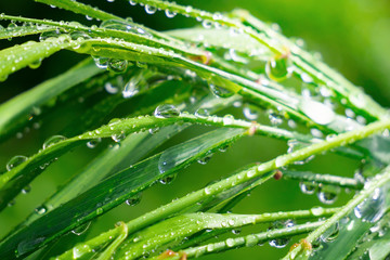 Green grass in nature with raindrops