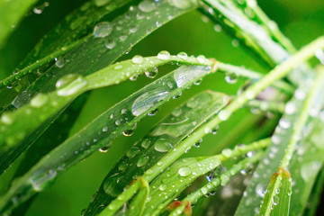 Green grass in nature with raindrops