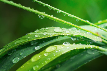 Green grass in nature with raindrops
