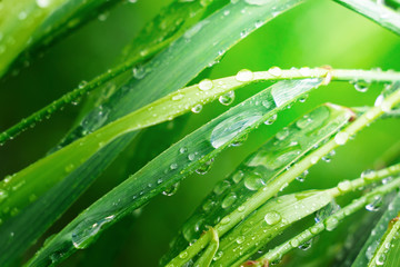 Green grass in nature with raindrops