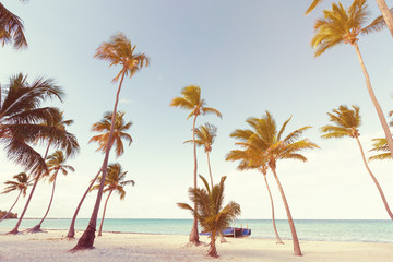 Coconut palm trees an pristine bounty beach