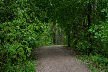 Naklejka premium Path in forest