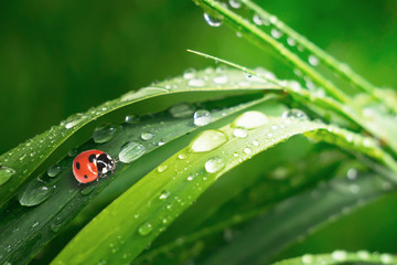 Ladybug on grass in summer in the field close-up