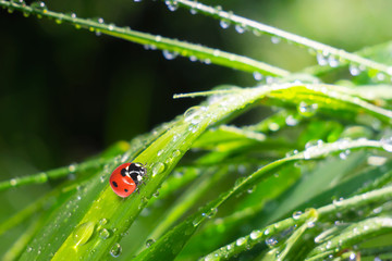 Ladybug on grass with dew drops in summer in a field on nature