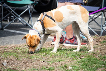 Dog sniffs the grass