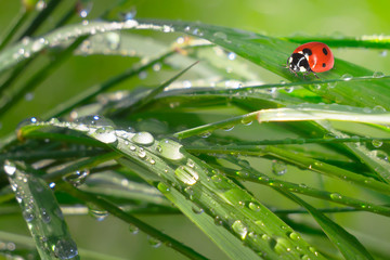 Ladybug on grass in summer in the field close-up