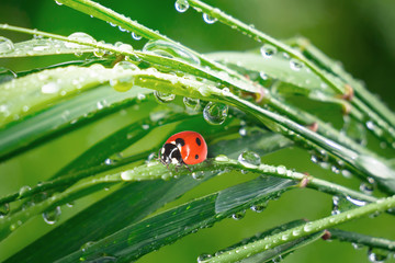 Ladybug on grass in summer in the field close-up
