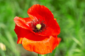 bright day red poppies close-up / wild flowers early summer