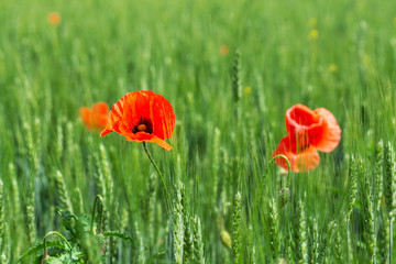 Obraz premium bright day red poppies close-up / wild flowers early summer